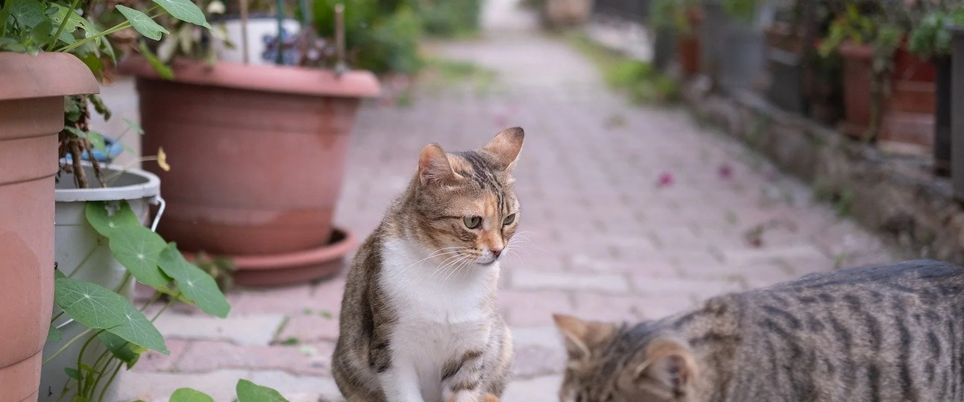 米博体育PG电子